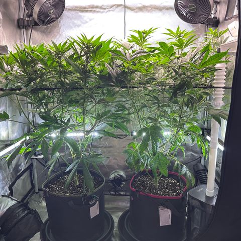T1-GG4S growlog photo: D64
