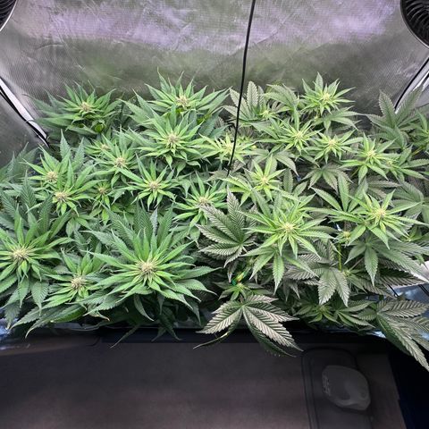 T2-TC growlog photo: D64