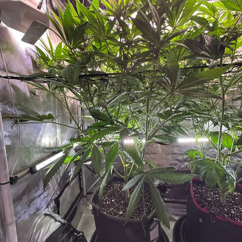 T2-TC growlog photo: D64