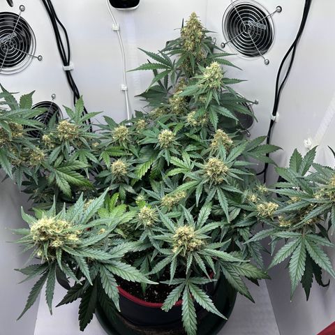 A-TT growlog photo: D64