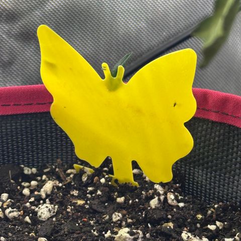 T1-GG4S growlog photo: D69
