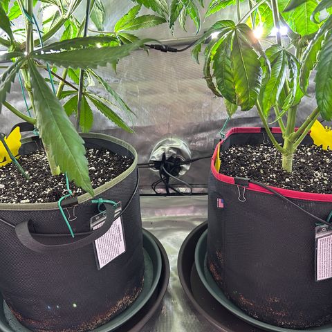 T2-TC growlog photo: D69