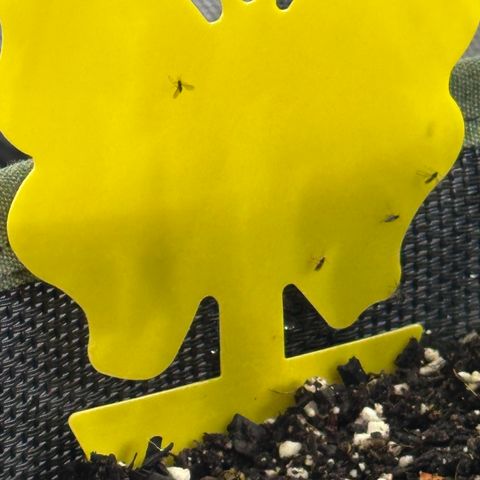 T2-TC growlog photo: D69