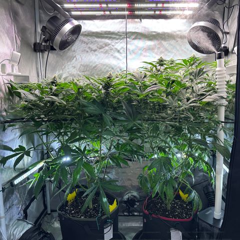 T2-TC growlog photo: D71, 28 since flip.