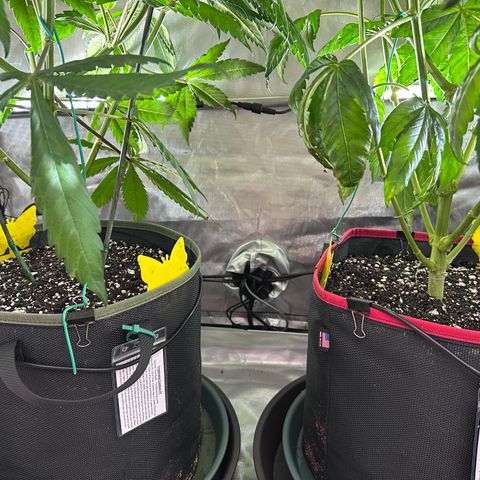 T2-TC growlog photo: D71, 28 since flip.