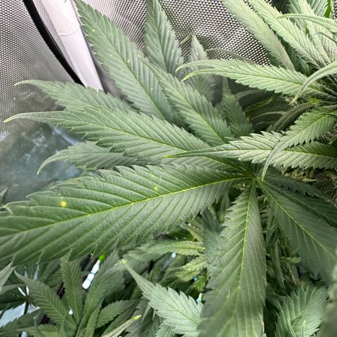 T2-TC growlog photo: D71, 28 since flip.