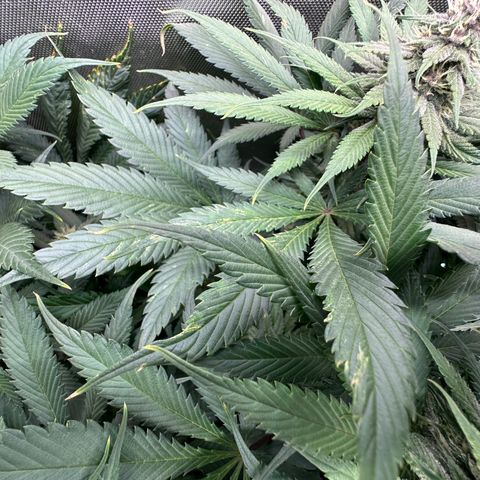 T2-TC growlog photo: D71, 28 since flip.