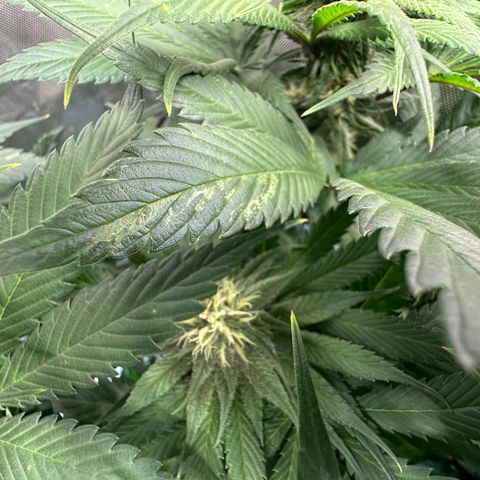 T2-TC growlog photo: D71, 28 since flip.
