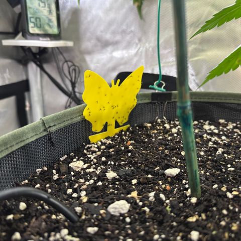 T2-TC growlog photo: D71, 28 since flip.