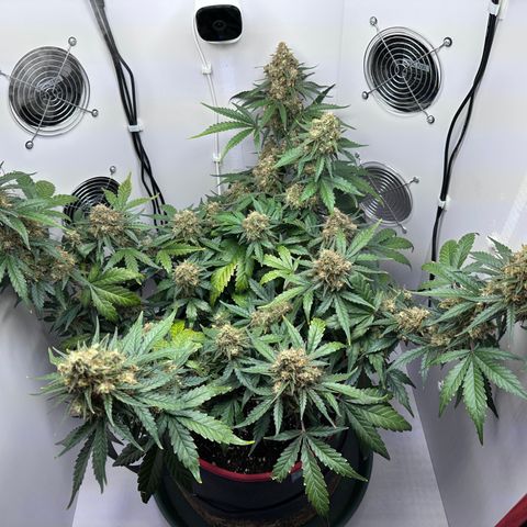 A-TT growlog photo: D71