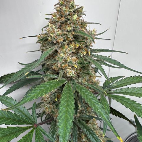 A-TT growlog photo: D71