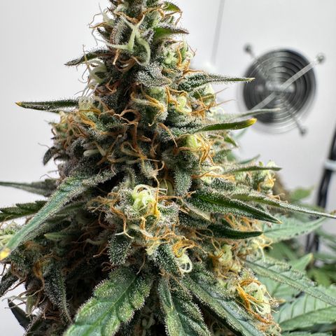 A-TT growlog photo: D71