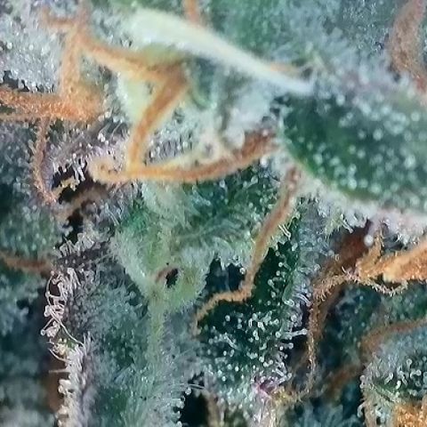 A-TT growlog photo: D72