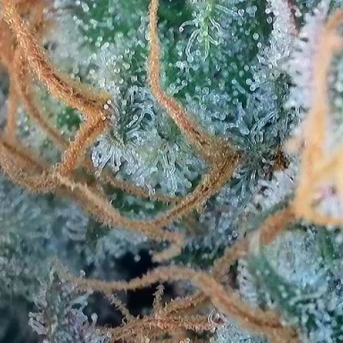 A-TT growlog photo: D72