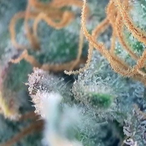 A-TT growlog photo: D72