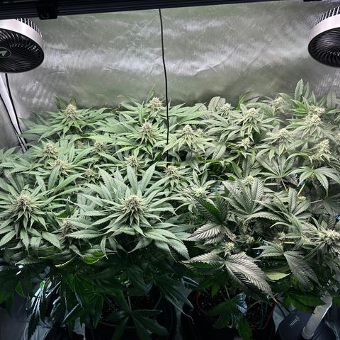 T2-TC growlog photo: D78, TC on the left, GG4S on the right