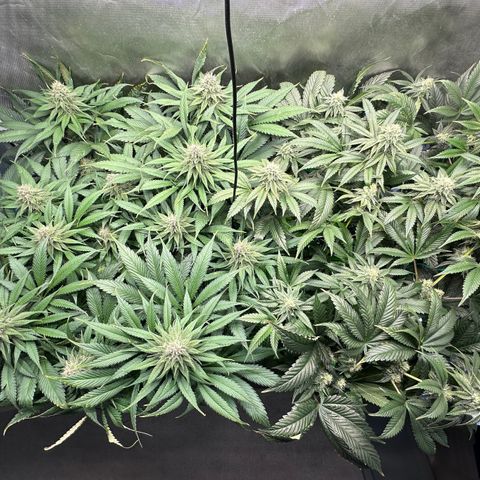 T2-TC growlog photo: D78, TC on the left, GG4S on the right