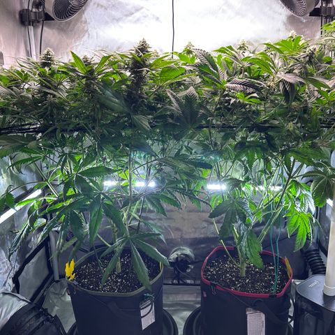 T2-TC growlog photo: D78, TC on the left, GG4S on the right