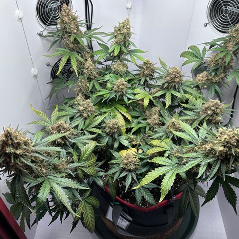 A-TT growlog photo: D78