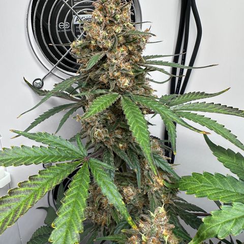 A-TT growlog photo: D78