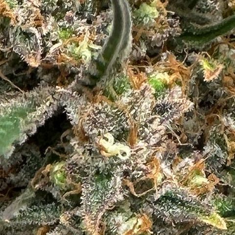 A-TT growlog photo: D78