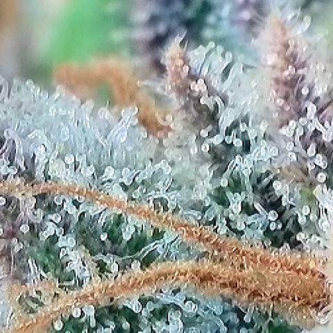 A-TT growlog photo: D78