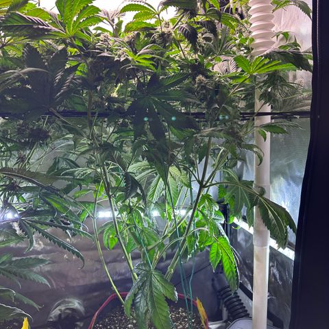 T1-GG4S growlog photo: D85