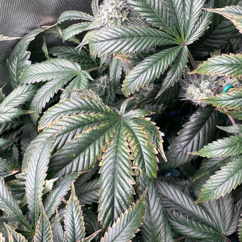 T1-GG4S growlog photo: D85