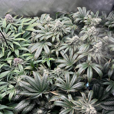 T1-GG4S growlog photo: D85