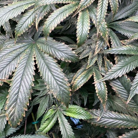 T1-GG4S growlog photo: D85
