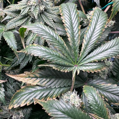 T1-GG4S growlog photo: D85
