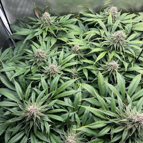 T2-TC growlog photo: D85