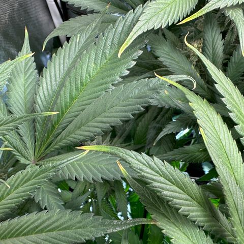 T2-TC growlog photo: D85