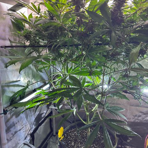 T2-TC growlog photo: D85