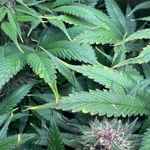 T2-TC growlog photo: D85
