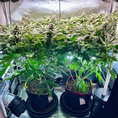 T2-TC growlog photo: D85