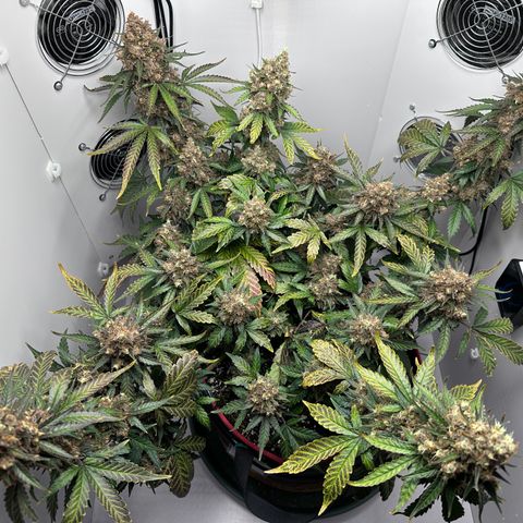 A-TT growlog photo: D86