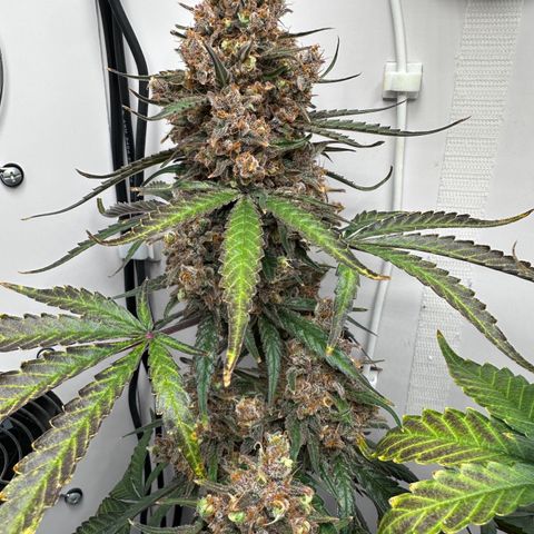 A-TT growlog photo: D86