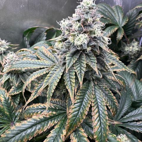 T1-GG4S growlog photo: D92