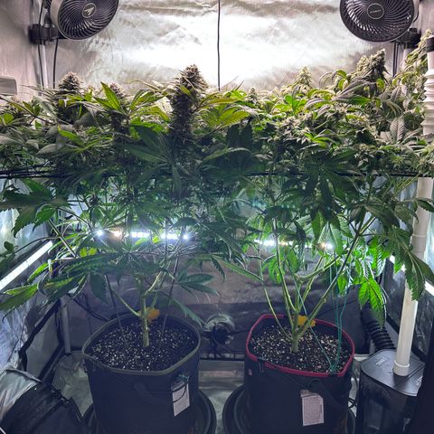T1-GG4S growlog photo: D92