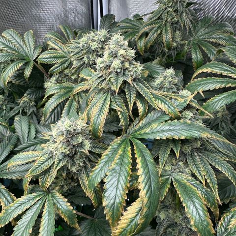 T1-GG4S growlog photo: D92