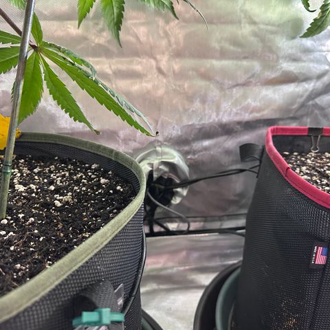 T2-TC growlog photo: D92