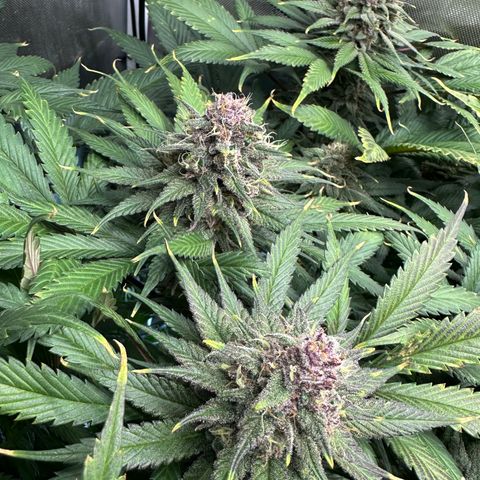 T2-TC growlog photo: D92