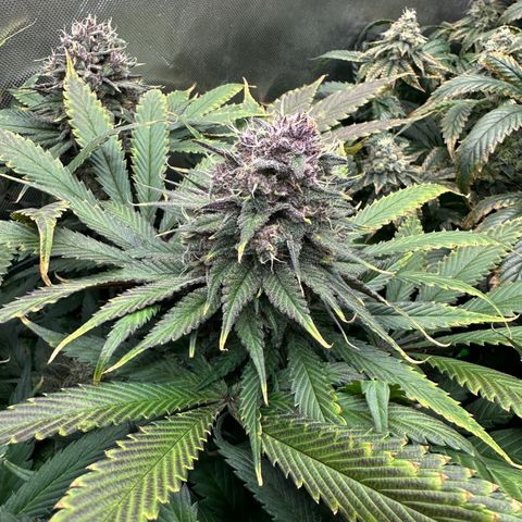 T2-TC growlog photo: D92