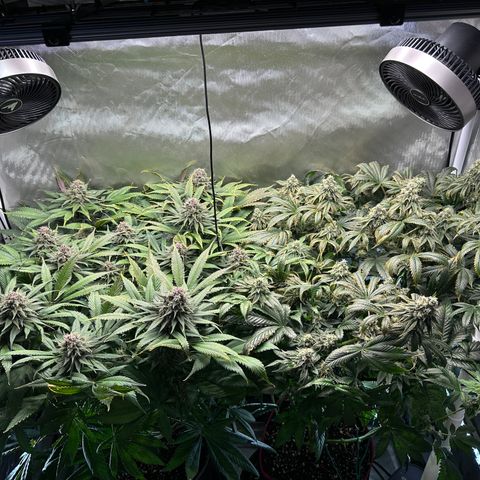 T2-TC growlog photo: D92