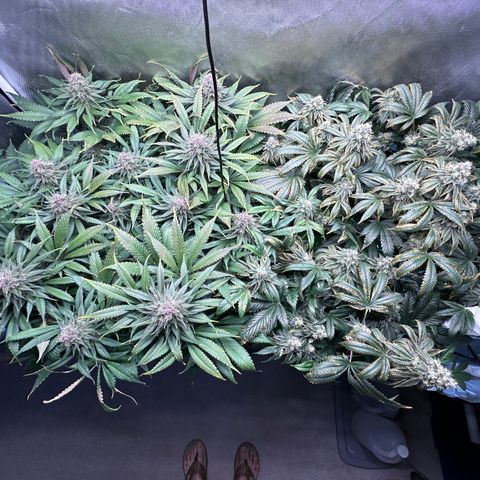 T2-TC growlog photo: D92