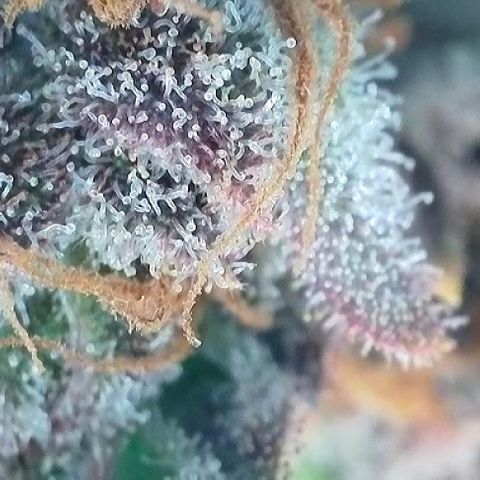 A-TT growlog photo: D86