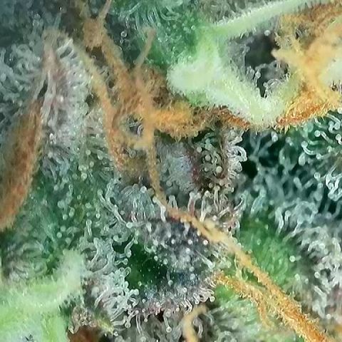 A-TT growlog photo: D86