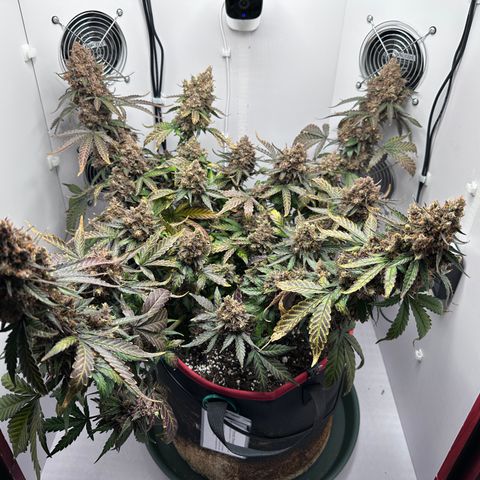 A-TT growlog photo: D92