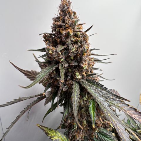 A-TT growlog photo: D92
